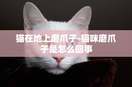 貓在地上磨爪子-貓咪磨爪子是怎么回事