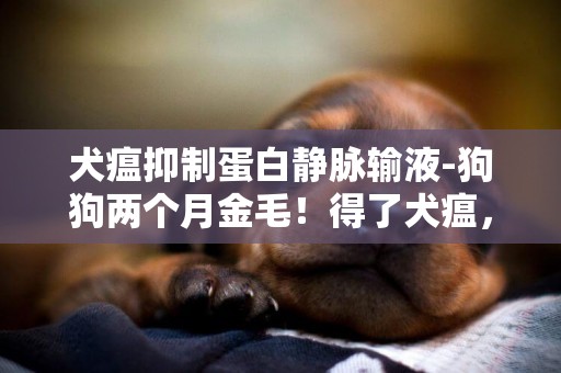 犬瘟抑制蛋白靜脈輸液-狗狗兩個月金毛！得了犬瘟，18天了！打了10天的單抗、干擾素、寵康、抑制蛋白！