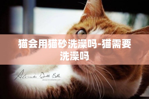貓會用貓砂洗澡嗎-貓需要洗澡嗎