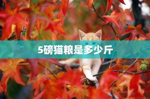 5磅貓糧是多少斤
