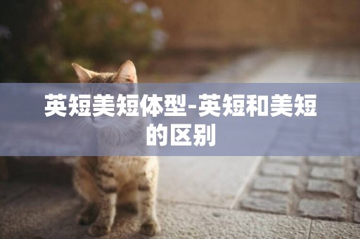 英短美短體型-英短和美短的區別