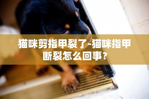 貓咪剪指甲裂了-貓咪指甲斷裂怎么回事？