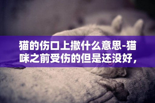 貓的傷口上撒什么意思-貓咪之前受傷的但是還沒好，貓一直舔傷口是什么意思，貓不停舔傷口是什么情況？？