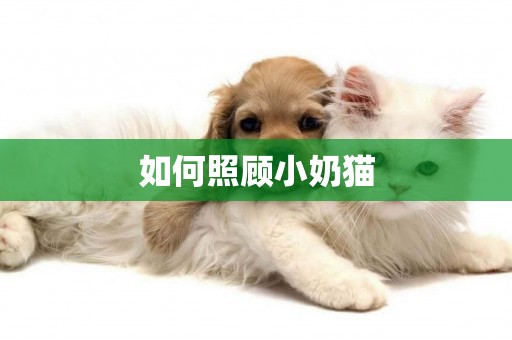 如何照顧小奶貓
