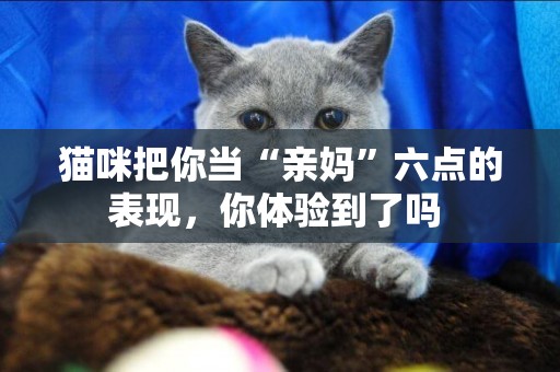 貓咪把你當“親媽”六點的表現，你體驗到了嗎 