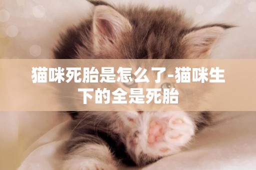 貓咪死胎是怎么了-貓咪生下的全是死胎