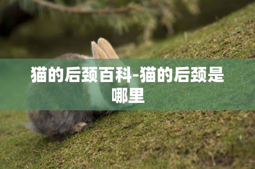 貓的后頸百科-貓的后頸是哪里