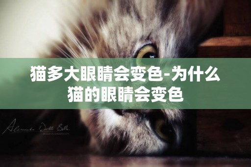 貓多大眼睛會變色-為什么貓的眼睛會變色