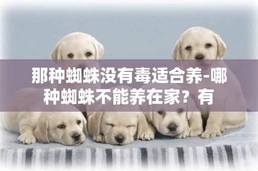那種蜘蛛沒有毒適合養-哪種蜘蛛不能養在家？有