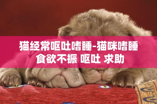 貓經常嘔吐嗜睡-貓咪嗜睡 食欲不振 嘔吐 求助