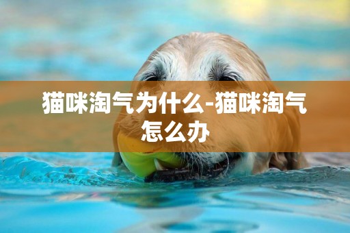 貓咪淘氣為什么-貓咪淘氣怎么辦