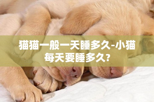 貓貓一般一天睡多久-小貓每天要睡多久?