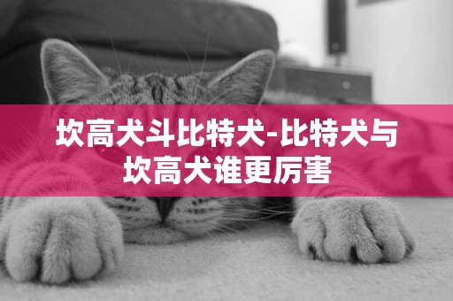 坎高犬斗比特犬-比特犬與坎高犬誰更厲害