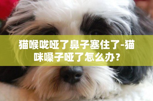 貓喉嚨啞了鼻子塞住了-貓咪嗓子啞了怎么辦？