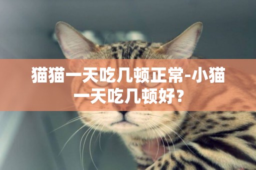 貓貓一天吃幾頓正常-小貓一天吃幾頓好？