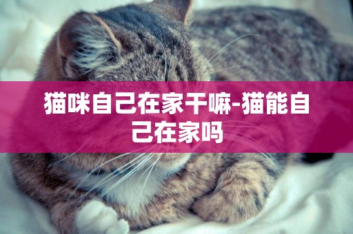 貓咪自己在家干嘛-貓能自己在家嗎