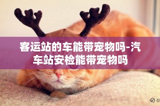 客運站的車能帶寵物嗎-汽車站安檢能帶寵物嗎