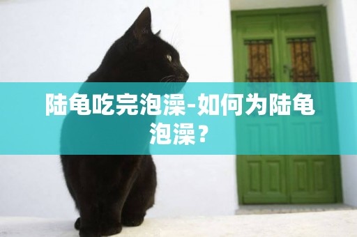 陸龜吃完泡澡-如何為陸龜泡澡？