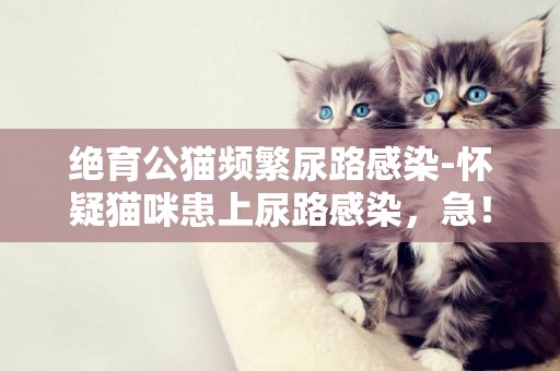 絕育公貓頻繁尿路感染-懷疑貓咪患上尿路感染，急！