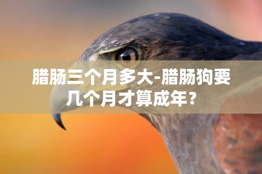 臘腸三個月多大-臘腸狗要幾個月才算成年？