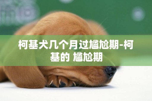 柯基犬幾個月過尷尬期-柯基的 尷尬期
