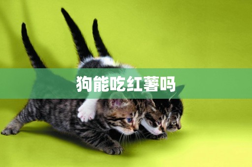 狗能吃紅薯嗎
