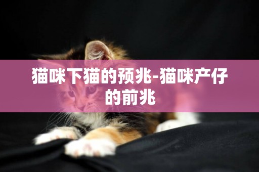 貓咪下貓的預兆-貓咪產仔的前兆