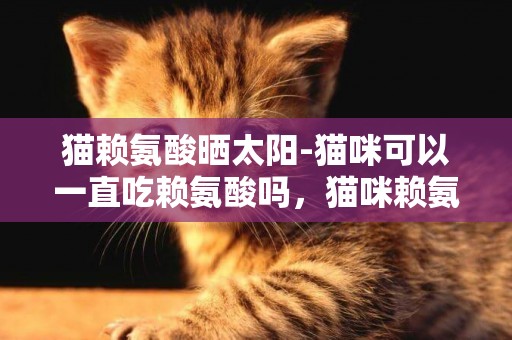 貓賴氨酸曬太陽-貓咪可以一直吃賴氨酸嗎，貓咪賴氨酸怎么喂