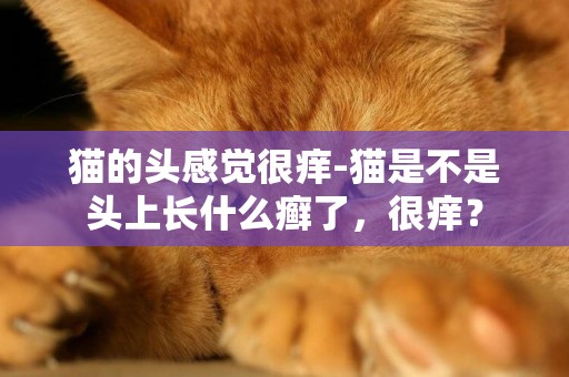 貓的頭感覺很癢-貓是不是頭上長什么癬了，很癢？