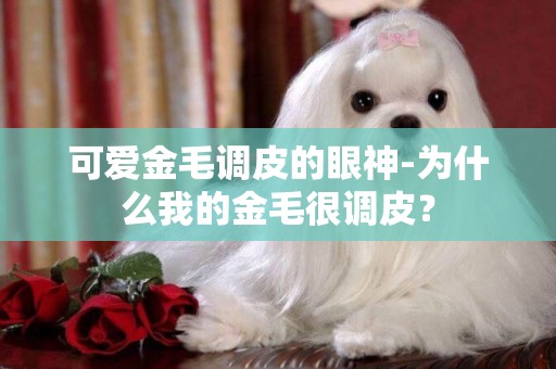 可愛金毛調皮的眼神-為什么我的金毛很調皮？