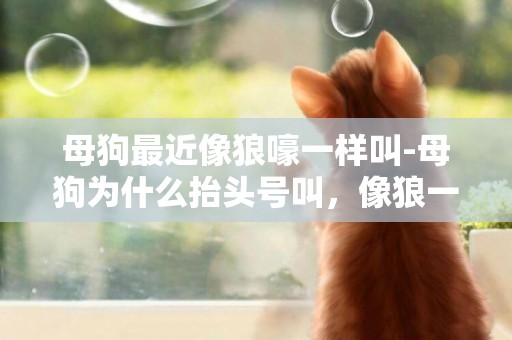 母狗最近像狼嚎一樣叫-母狗為什么抬頭號叫，像狼一樣