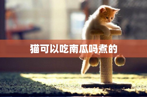 貓可以吃南瓜嗎煮的
