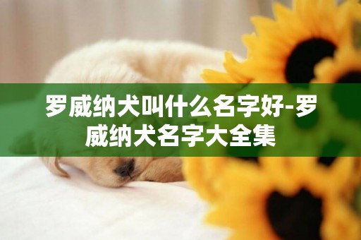 羅威納犬叫什么名字好-羅威納犬名字大全集