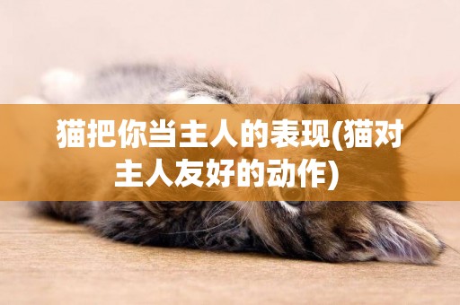 貓把你當主人的表現(貓對主人友好的動作) 