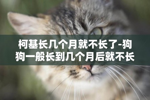 柯基長幾個月就不長了-狗狗一般長到幾個月后就不長大了？