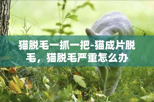 貓脫毛一抓一把-貓成片脫毛，貓脫毛嚴重怎么辦