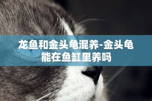 龍魚和金頭龜混養-金頭龜能在魚缸里養嗎