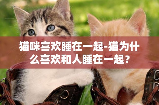 貓咪喜歡睡在一起-貓為什么喜歡和人睡在一起？