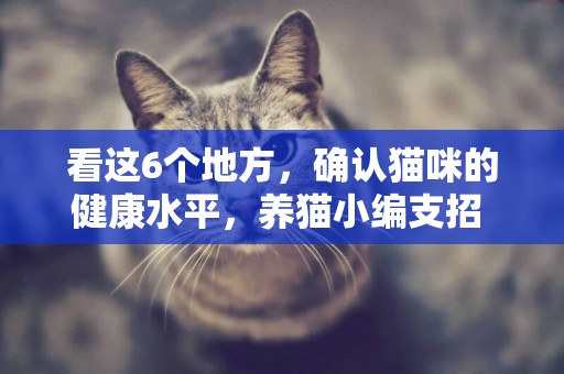 看這6個地方，確認貓咪的健康水平，養貓小編支招 