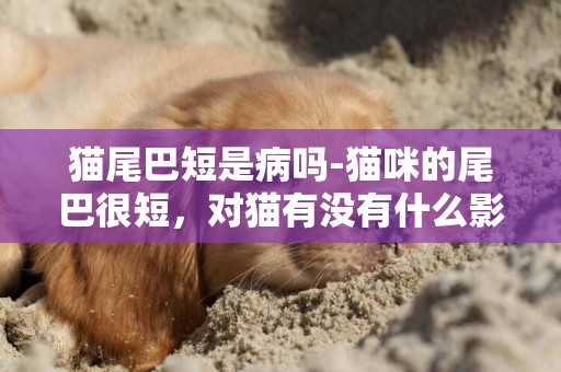 貓尾巴短是病嗎-貓咪的尾巴很短，對貓有沒有什么影響？