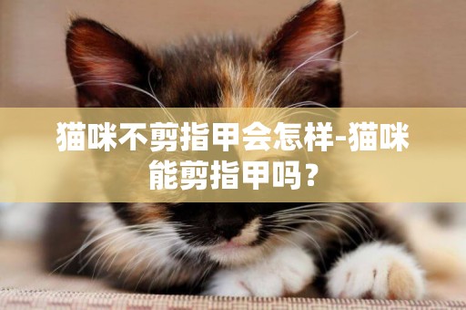 貓咪不剪指甲會怎樣-貓咪能剪指甲嗎？