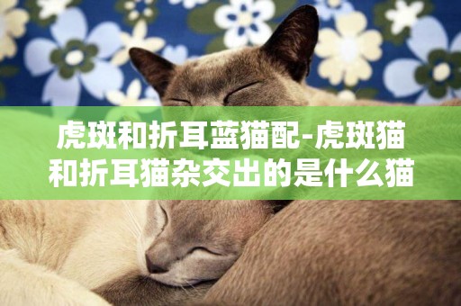 虎斑和折耳藍貓配-虎斑貓和折耳貓雜交出的是什么貓?