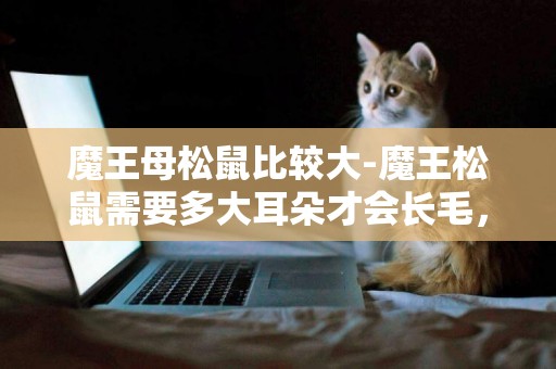 魔王母松鼠比較大-魔王松鼠需要多大耳朵才會長毛，公的母的都會長嗎