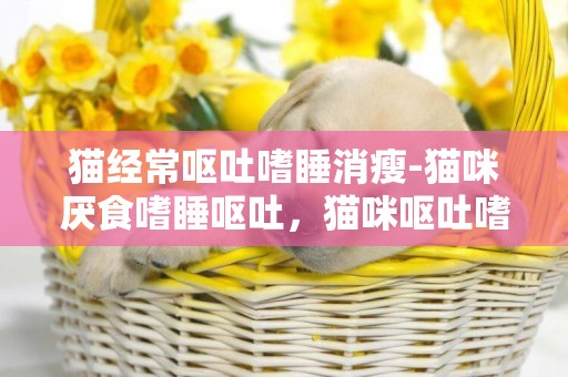 貓經常嘔吐嗜睡消瘦-貓咪厭食嗜睡嘔吐，貓咪嘔吐嗜睡厭食