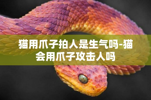 貓用爪子拍人是生氣嗎-貓會用爪子攻擊人嗎