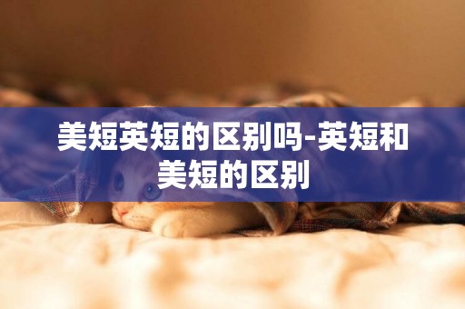 美短英短的區別嗎-英短和美短的區別