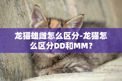 龍貓雄雌怎么區分-龍貓怎么區分DD和MM？