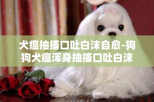 犬瘟抽搐口吐白沫自愈-狗狗犬瘟渾身抽搐口吐白沫