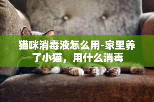 貓咪消毒液怎么用-家里養了小貓，用什么消毒