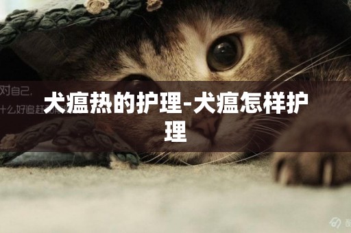 犬瘟熱的護理-犬瘟怎樣護理
